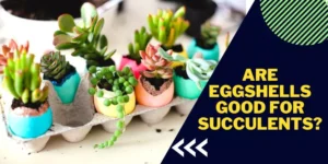 Are Eggshells Good for Succulents? All you need to know