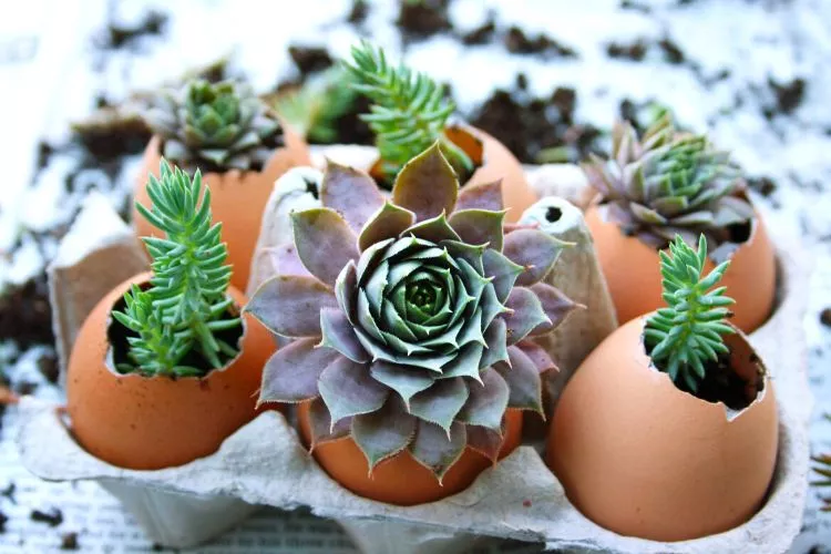 Benefits of Using Eggshells for Succulents