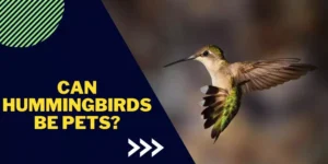 Can Hummingbirds be Pets