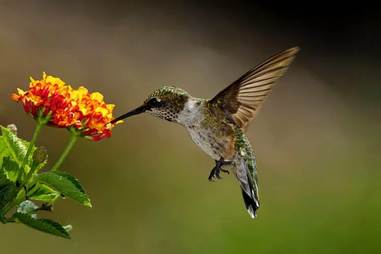 Can Hummingbirds be Pets? no they can't