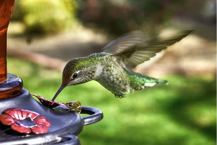 Do Hummingbirds Eat Seeds? Explained in detail