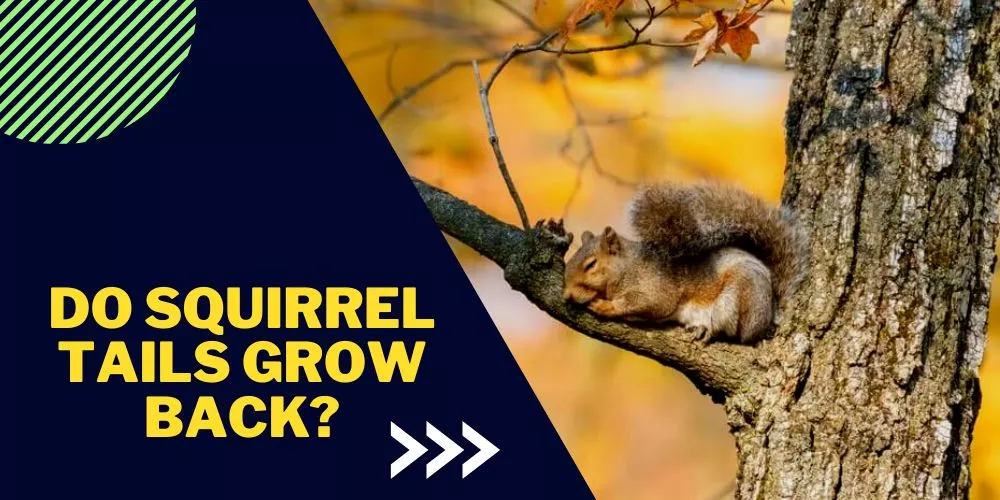 Do Squirrel Tails Grow Back? All You Need To Know