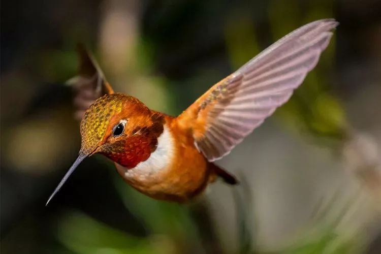 Do hummingbirds get friendly with humans