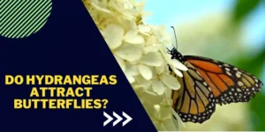 Do hydrangeas attract butterflies