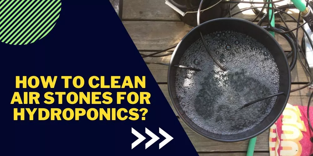 How To Clean Air Stones For Hydroponics? (Step By Step Guide)