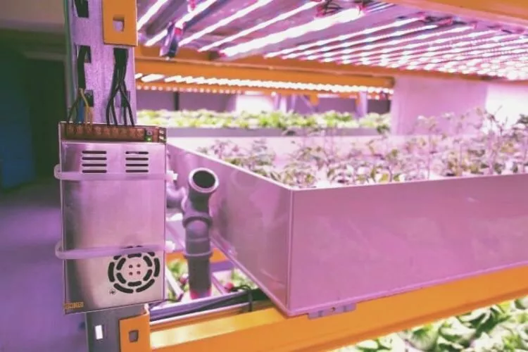 How To Know If You Should Clean Air Stone for Hydroponics