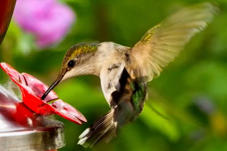 How long do pet hummingbirds live