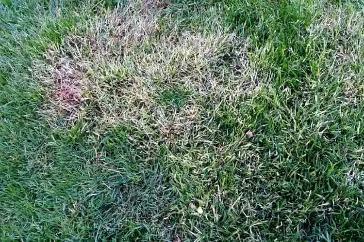 How to Identify The Signs of White Grass