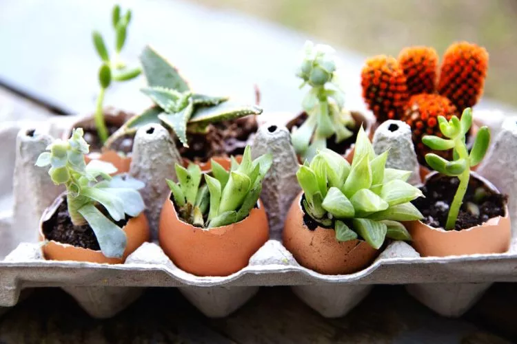 How to use eggshells as a pot for succulents