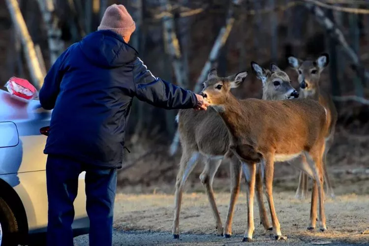 What To Feed Deer In Backyard Expert s Guide 