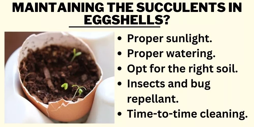 Maintaining the succulents in eggshells