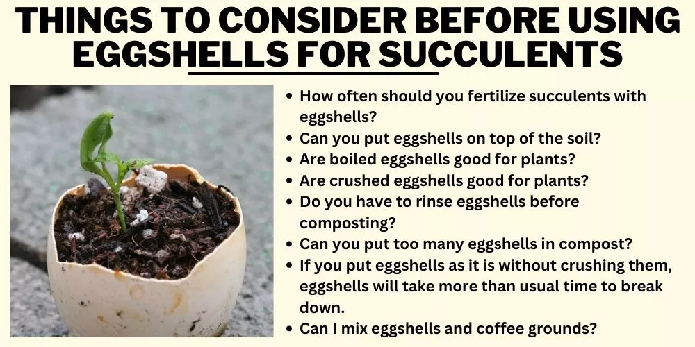 Things to Consider Before Using Eggshells For Succulents