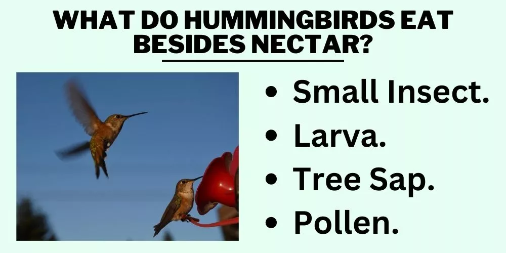 What Do Hummingbirds Eat Besides Nectar