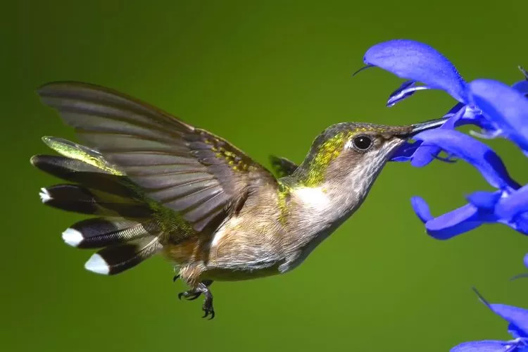 What Food Kills Hummingbirds
