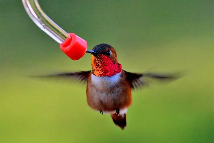What Is A Hummingbird's Favorite Food