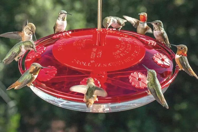 What Is The Healthiest Thing To Put In A Hummingbird Feeder