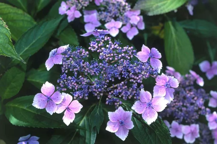 What animals are attracted to hydrangea