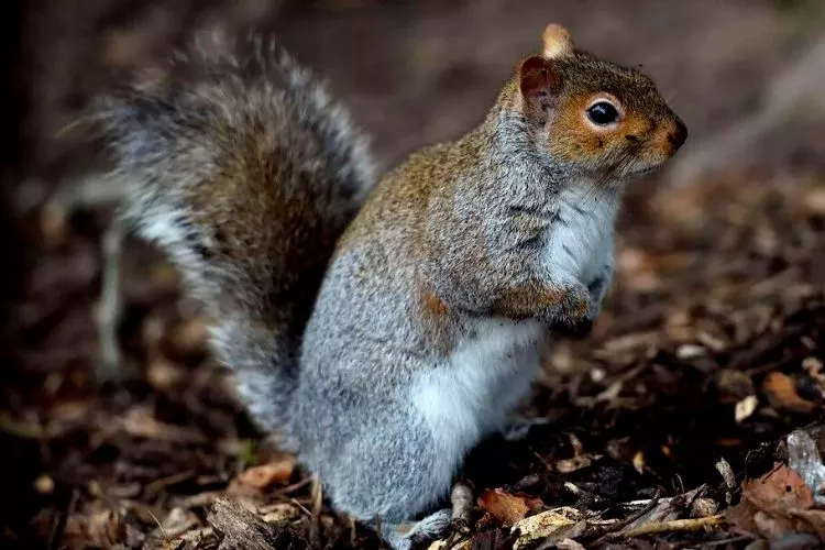 What causes squirrels to lose their tail fur