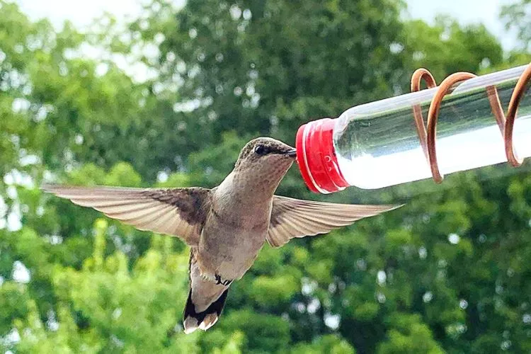 What do you feed a pet hummingbird