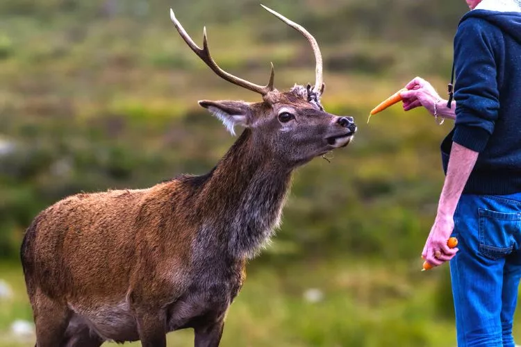 What is the best food to feed wild deer