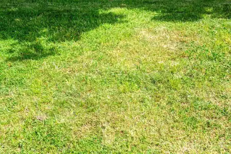 Why is my grass turning white? complete guide