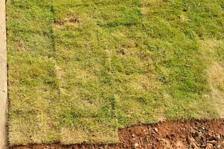 Can Brown Sod be saved