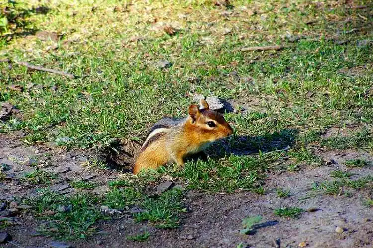 Chipmunks make holes in the lawn