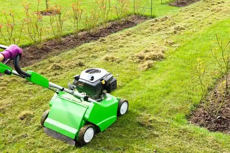 Dethatching Your Lawn :The Cons