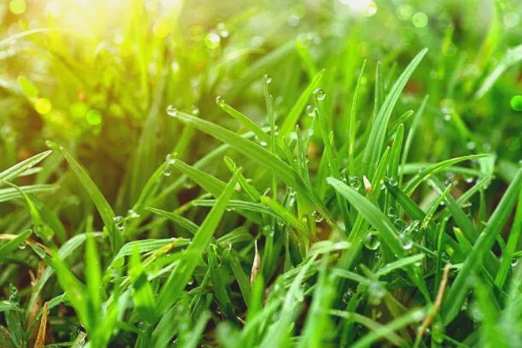 Does Bermuda grass have runners? all you need to know
