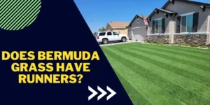 Does Bermuda grass have runners