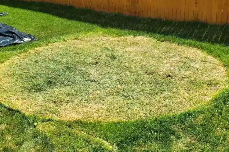Dormant Grass
