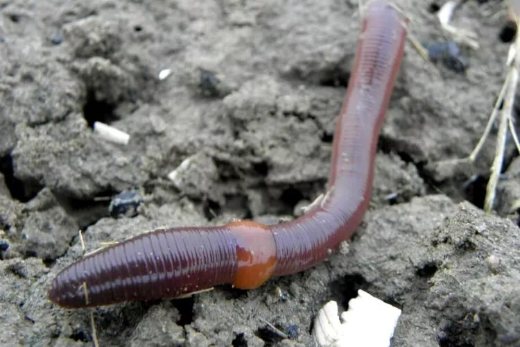Earthworms make holes in the lawn