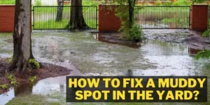 How to fix a muddy spot in the yard complete guide