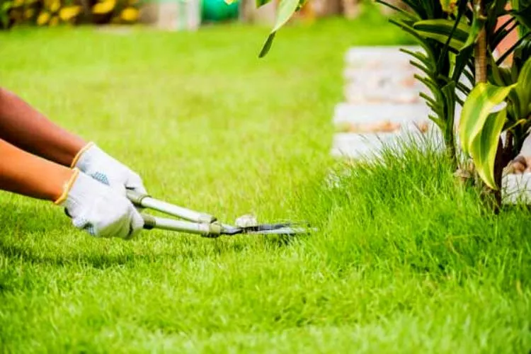 How to kill orchard grass in your lawn step by step guide