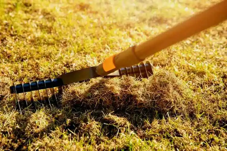 Pros and Cons of Dethatching Lawn