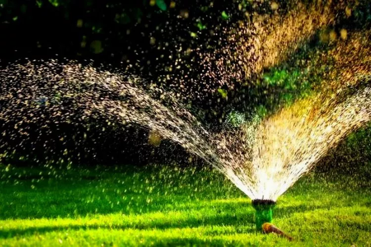 Should you water the lawn after applying fungicide complete guide