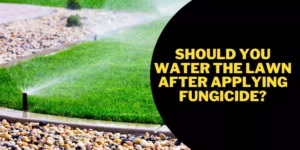 Should you water the lawn after applying fungicide