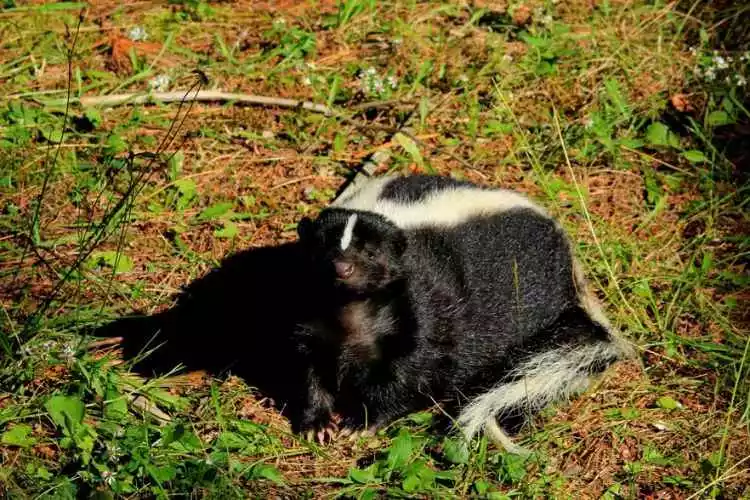Skunks make holes in the lawn