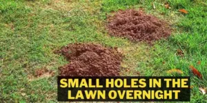 Small Holes In The Lawn Overnight