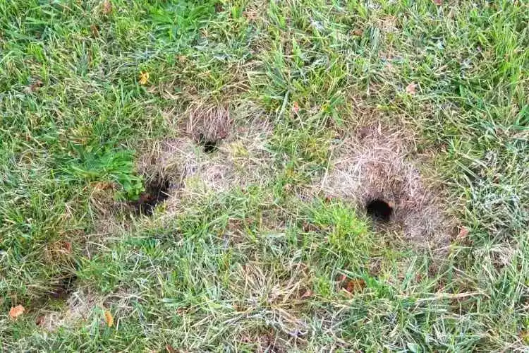 Small Holes In The Lawn Overnight what is the reason