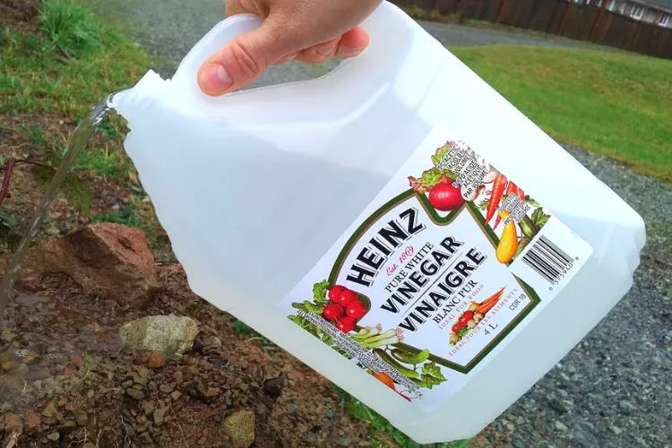 Using Vinegar on orchard grass in your lawn