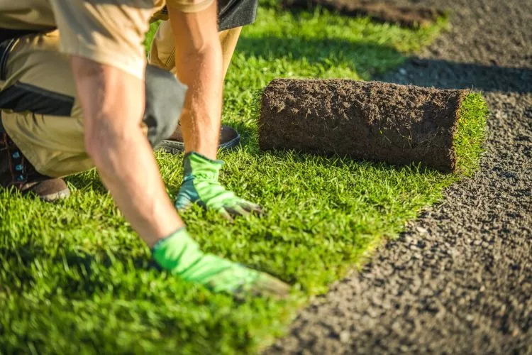 A detailed guide to fixing overwatered lawn
