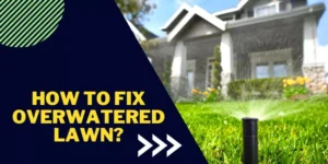 How to fix Overwatered Lawn