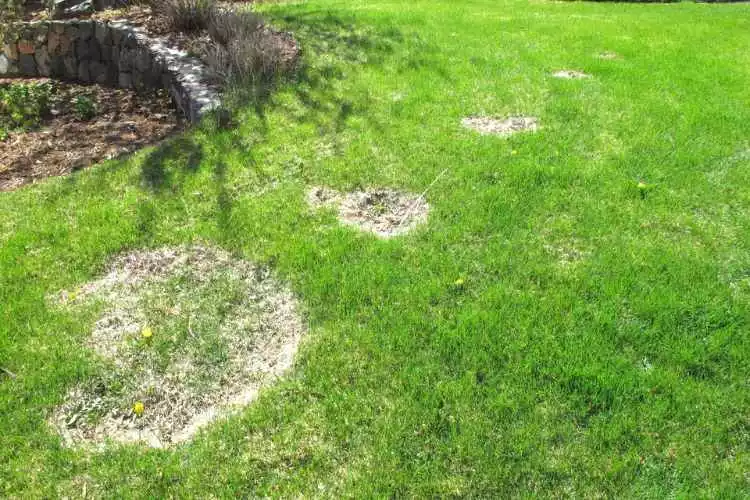 How to fix Overwatered Lawn? step by step guide