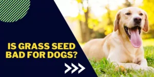 Is grass seed bad for dogs