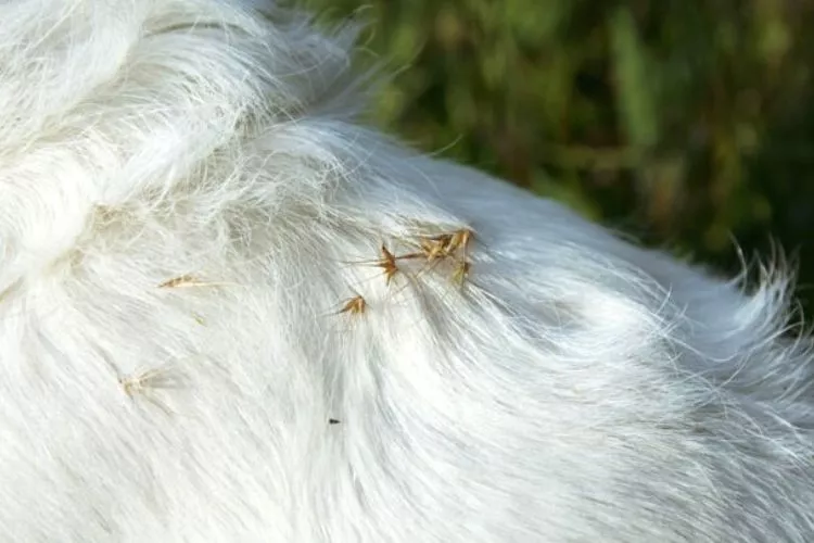 Is grass seed bad for dogs? All you need to know