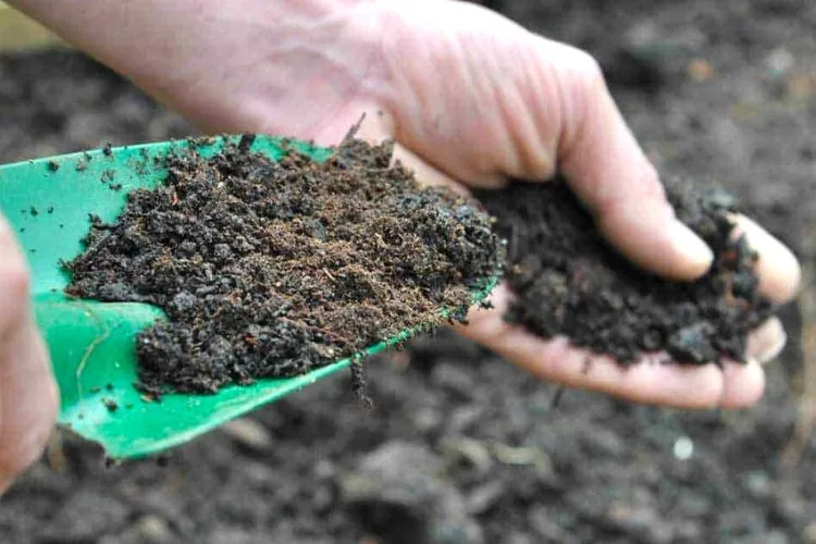 Amending the Soil for seeding