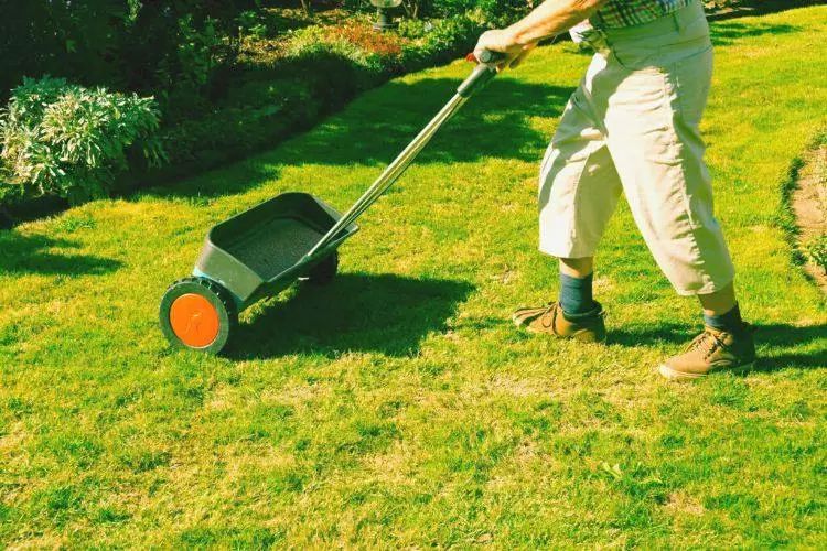 Can you walk on grass after fertilizing? All You Need To Know