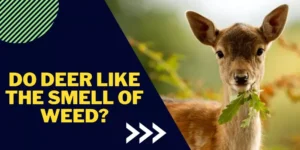 Do Deer Like The Smell Of Weed