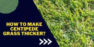 How to make centipede grass thicker